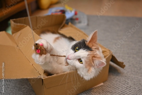 Obraz 段ボールの中に入って猫じゃらしを捕まえる猫（メインクーン）