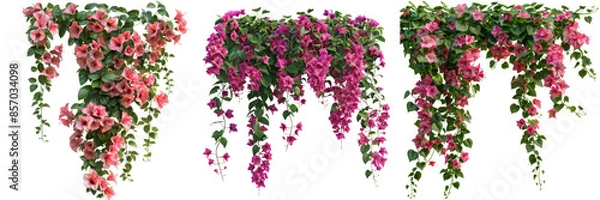 Fototapeta Bougainvillea Creeper Hanging Set Isolated on Transparent or White Background, PNG