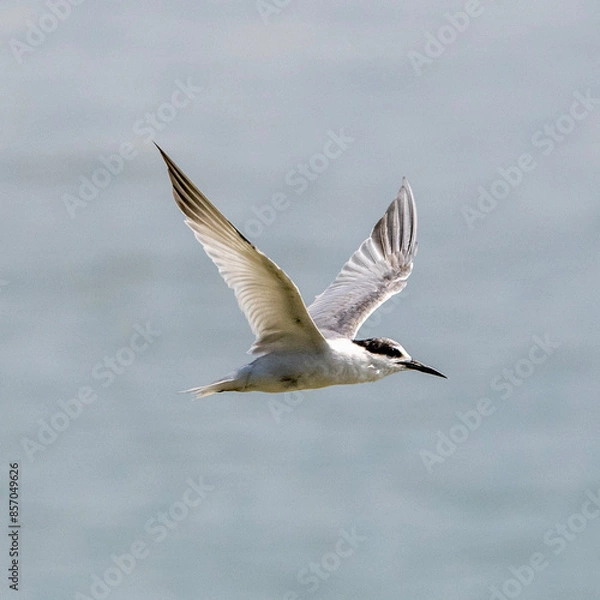 Fototapeta Tern in flight
