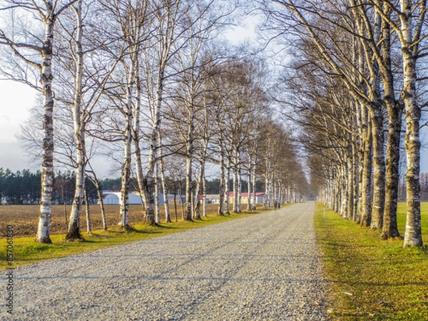 Fototapeta 【北海道】十勝牧場の美しい白樺並木