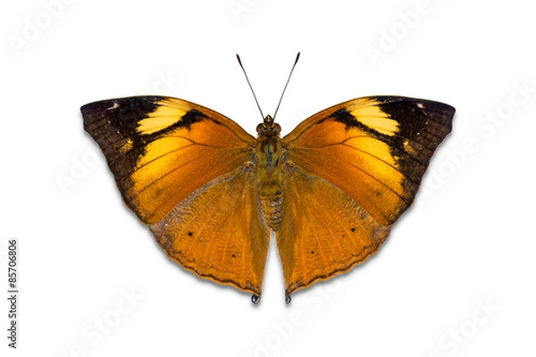 Fototapeta Autumn Leaf butterfly