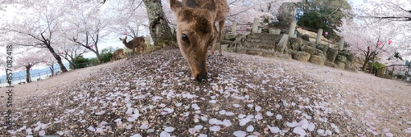 Obraz 桜の中の鹿/パノラマ