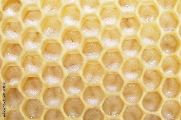 Fototapeta honeycomb with bee larvae inside