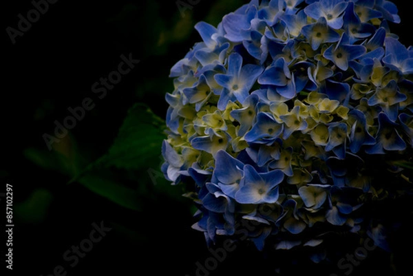 Obraz アジサイとコピースペース