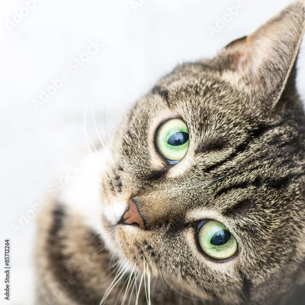 Fototapeta Katzengesicht Nahaufnahme