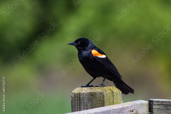 Fototapeta Red-Winged Blackbird