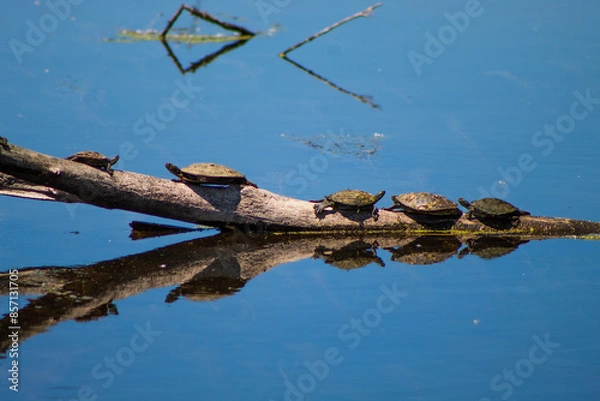 Fototapeta Turtles on Fallen Tree