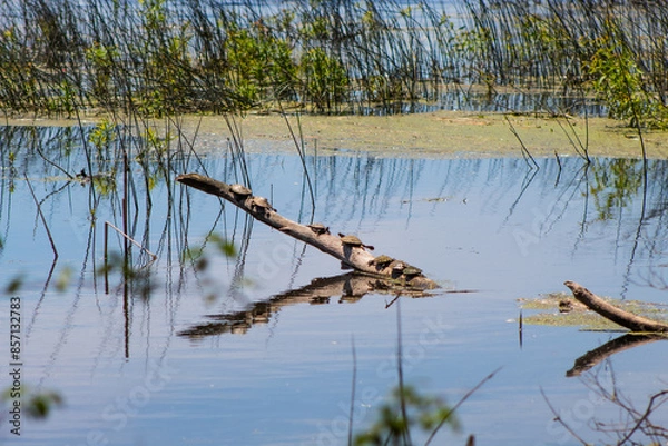 Fototapeta Turtles Sunbathing on Fallen Tree