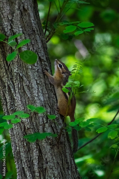 Fototapeta Chipmunk