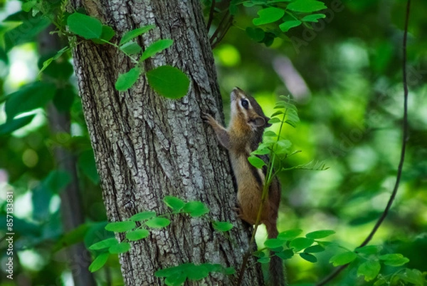 Fototapeta Chipmunk