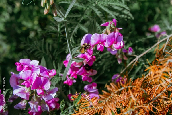 Fototapeta Bee in Flowers