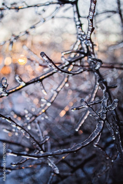 Fototapeta Ice Covered Branches