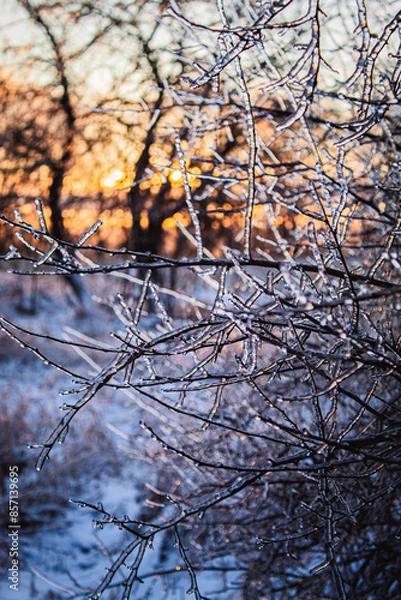 Fototapeta Ice Coated Branches