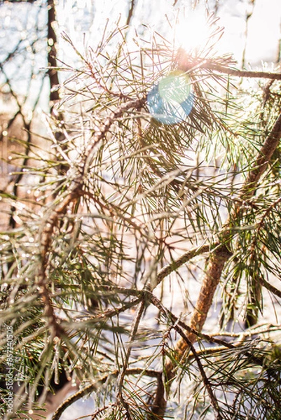 Obraz Pine Needles in Ice