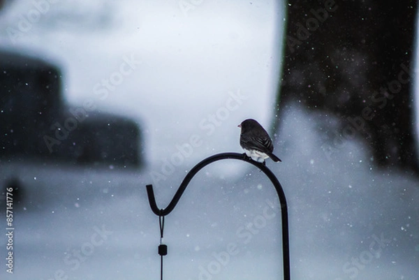 Fototapeta Bird in Snow