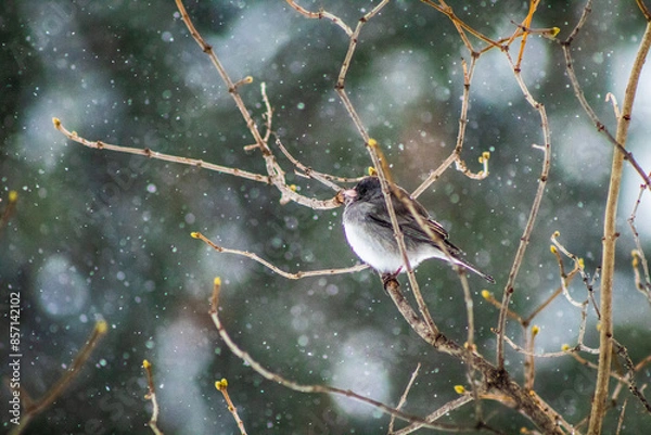Fototapeta Small Bird in Snow
