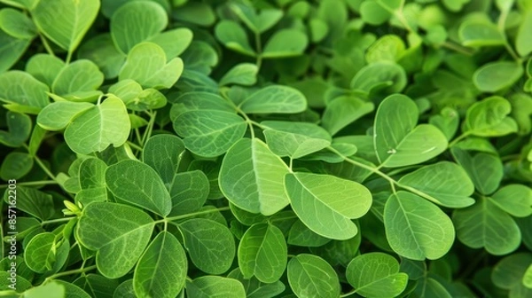 Fototapeta Fresh Moringa leaves in the shade of green