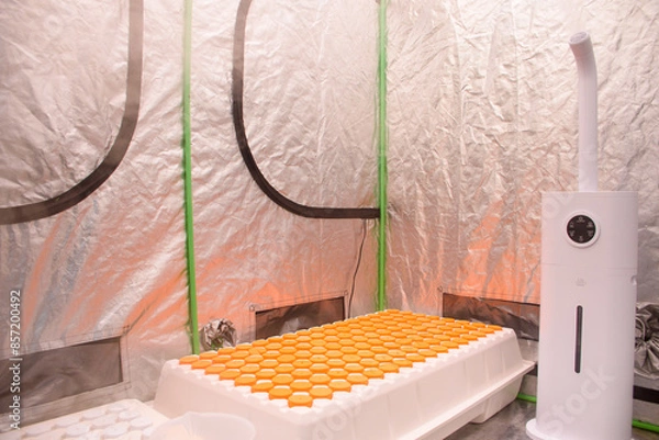 Obraz Plant cloning trays and humidifiers in reflective and enclosed humidity chambers. Hydroponic Cloner Aeroponic Tray with Humidifier for planting and seedlings. Cultivation of cannabis plants.
