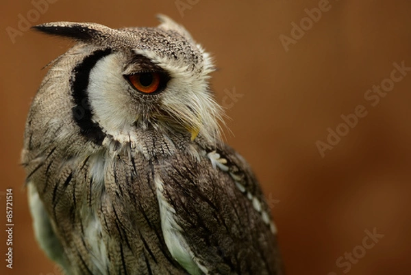 Obraz Nordbüscheleule (Ptilopsis leucotis)