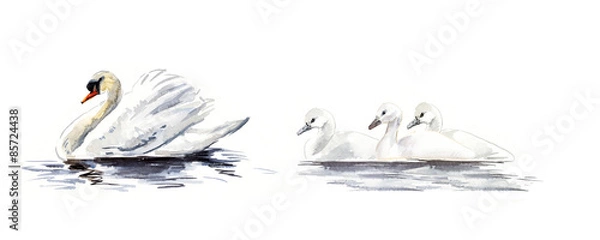 Obraz Łabędź pływa. Łabędź z pisklętami. Akwarele ręcznie rysowane ilustracji.