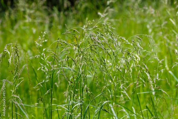Fototapeta Tall fescue , or reed fescue ( lat. Festuca arundinacea ) is a species of perennial herbaceous plants of the genus Fescue ( Festuca ) of the Poaceae family