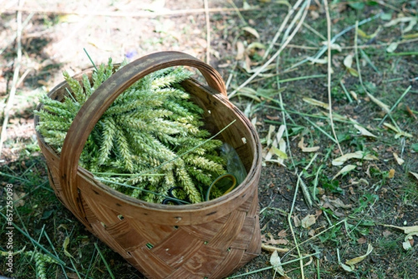 Fototapeta Song festival 2023 in Latvia, in the central park of Riga, Ligo holidays with latvian folk costumes and music