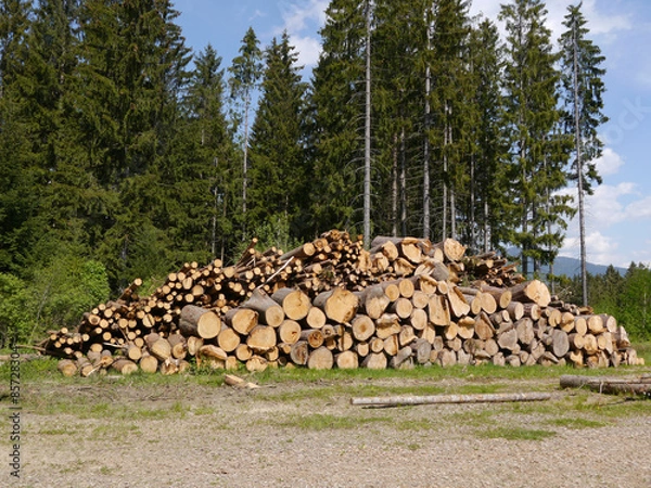 Obraz Holzlagerplatz