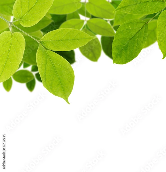 Fototapeta Green leaf isolated background