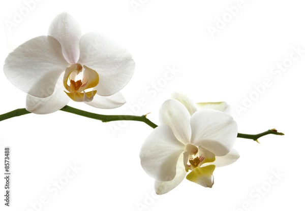 Obraz Biała gałąź orchidei