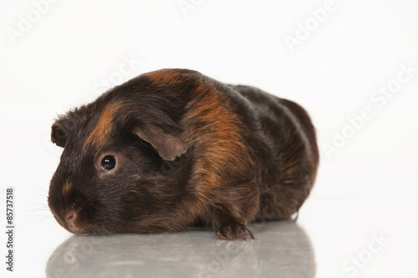 Fototapeta Guinea pig