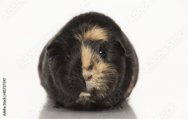 Obraz Guinea pig