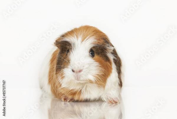 Obraz Guinea pig