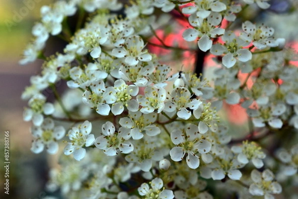 Obraz Kleine weiße Blüten eines Spierstrauchs