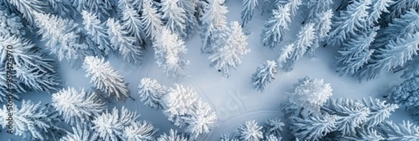 Fototapeta An aerial view of a snow-covered forest at twilight, showcasing the contrast between the white snow and the dark, blue-toned trees