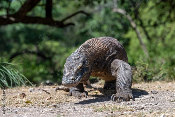 Obraz Komodo