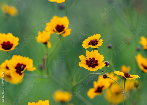 Obraz yellow flowers in the garden
