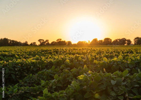 Obraz field at sunset