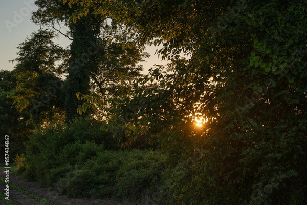 Obraz sun shining through trees