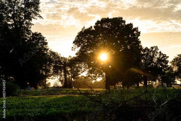Obraz sunset in the woods