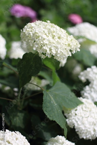 Fototapeta 長谷寺　眺望散策路のあじさい