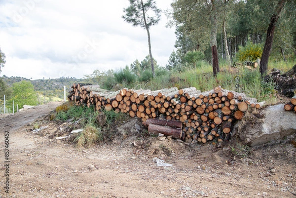 Fototapeta A pile of neatly stacked logs in a rural forest setting, surrounded by greenery and a dirt path, under a cloudy sky, showcasing the logging process and natural landscape.