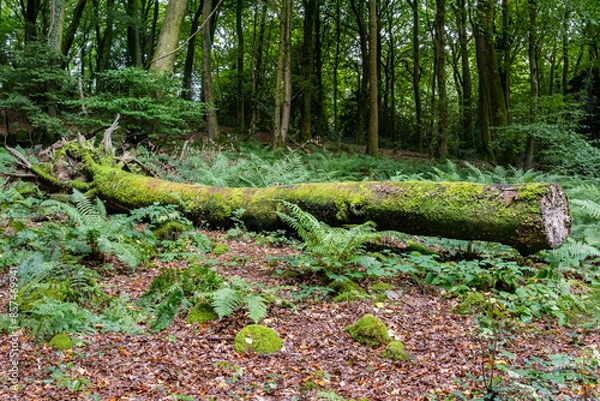 Obraz fallen tree in the woods