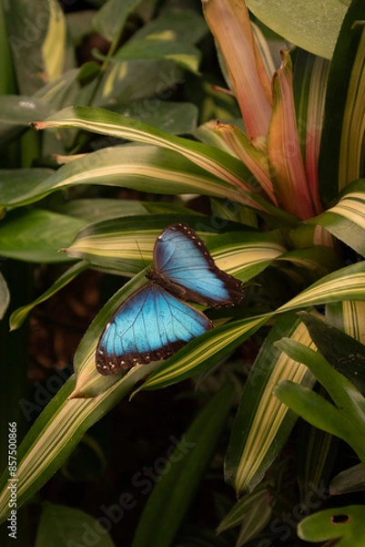 Fototapeta close up photo of a blue butterfly in Costa Rica on a plant. Morpho butterfly. South America and Central America.