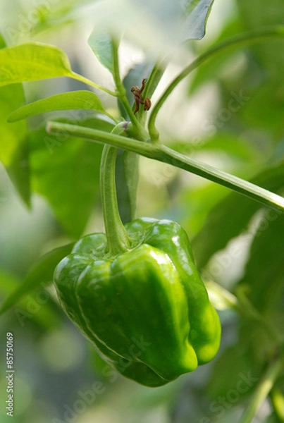 Fototapeta ピーマン