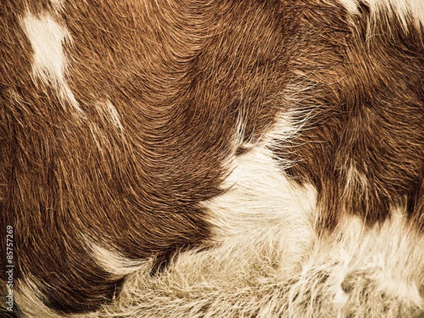 Obraz cow fur background (25)