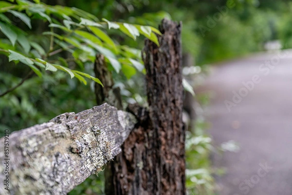 Obraz nature blooming