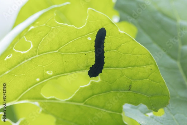 Obraz 小松菜の葉を食べるニホンカブラハバチの幼虫