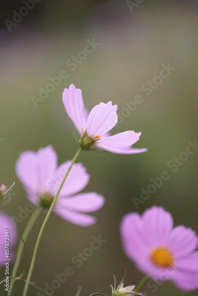 Fototapeta コスモスは秋に咲く花です。