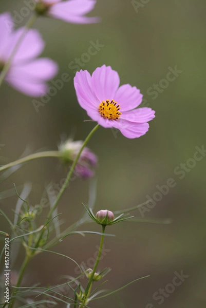 Fototapeta コスモスは秋に咲く花です。