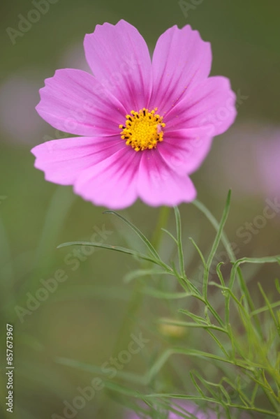 Fototapeta コスモスは秋に咲く花です。